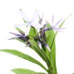 ( биотоп ) водное растения chouji saw (1 pot ). сырой растения 