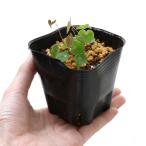 ( луговые и горные травы ) белый цветок слива цветок кальмар li saw ( белый цветок слива цветок ..) 3 номер (1 pot )(.. состояние )