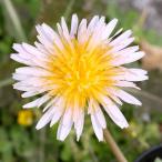 ( луговые и горные травы ) язык popo(.. Британия )hi алый язык popo(.... Британия )2.5~3 номер (1 pot )(.. состояние )