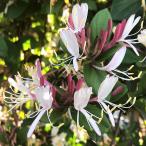 ( луговые и горные травы ). цветок арбуз zla(. цветок .. мед sakru) 3 номер (1 pot )(.. состояние )