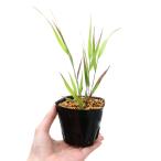 ( луговые и горные травы ) хаконехлоа маркас ( клен ..) алый хаконехлоа маркас (. клен ..) 3 номер (1 pot )(.. состояние )