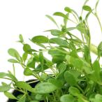 ( биотоп ) водное растения Glossostigma ( нет пестициды )(1 pot ). сырой растения 