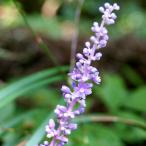 ( луговые и горные травы )ya Blanc 3~4 номер (1 pot )