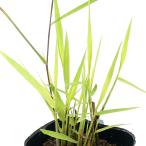 ( биотоп ) водное растения ougonasi( желтый золотой .)( нет пестициды )(1 pot ). сырой растения 
