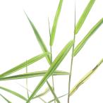 ( биотоп ) водное растения желтый .himeasi( желтый золотой ..)( нет пестициды )(1 pot ). сырой растения 