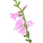 ( биотоп ) водное растения fiso стерео механизм repto filler (kak тигр noo)( нет пестициды )(1 pot ). сырой растения 