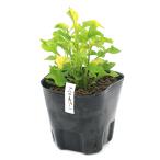 ( биотоп ) водное растения aruta- зеленый ( нет пестициды )(1 pot ).. растения 