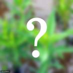 ( биотоп ) водное растения случайный иметь стебель вид (3 pot комплект )