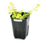 ( биотоп ) водное растения желтый lisima Kia (1 pot ). сырой растения почвопокровные растения 