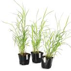 ( биотоп ) водное растения 10 мир рисовое поле asi(. нет )(1 pot ).. растения 