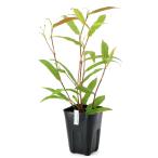 （ビオトープ）水生植物　ナツノウナギツカミ（１ポット）　抽水植物