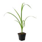 （ビオトープ）水生植物　オオサンカクイ（１ポット）　抽水植物