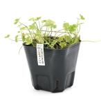 ( биотоп ) водное растения . ввод chidomegsa( crystal темно синий feti)( нет пестициды )(1 pot ). сырой растения почвопокровные растения 