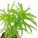( биотоп ) водное растения miz кошка noo( нет пестициды )(1 pot ).. растения один год .