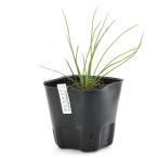 ( биотоп ) водное растения himemiz чесночный лук (1 pot ). вода ~. вода растения Япония производство водоросли 