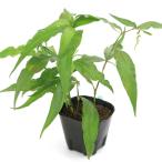 ( биотоп ) водное растения yanagitate( нет пестициды )(1 pot ). вода ~.. растения один год .