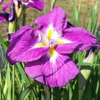 ( биотоп ) водное растения цветок .. цветок .( - длина ) Edo серия . фиолетовый белый . средний колесо шесть Британия цветок (1 pot )(.. состояние )