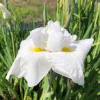 ( биотоп ) водное растения цветок ... сердце (cho корова n). после серия совершенно белый три Британия цветок (1 pot )