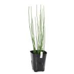 ( биотоп ) водное растения собака doksa( нет пестициды )(1 pot )