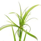 ( биотоп ) водное растения siperusgi gun te незначительный (mekisi campag pirus)( нет пестициды )(1 pot ).. растения 