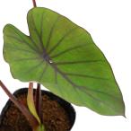 ( биотоп ) водное растения korokasia черный Magic (frolida рейс )(1 pot ).. растения 