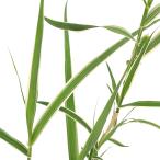 （ビオトープ）水生植物　斑入りダンチク　ペパーミントスティック（１ポット）　…