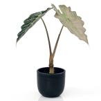 （観葉植物）一点物　アロカシア　アマゾニカ　ミント斑入り　５号（１鉢）