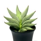 （観葉植物）一点物　サンスベリア　スーパームーン　３号（１鉢）