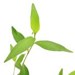 （ビオトープ）水生植物　濃色サクラタデ（無農薬）（１ポット）　抽水植物