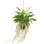 （観葉植物）洋ラン　バンダ　グリーンライト　２号（１株）吊り