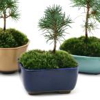 ( луговые и горные травы ) мох бонсай goyo лошадь tsu случайный цвет маленькая миска (1 горшок )