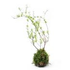 ( бонсай ) кокэдама yukiyanagi( снег .)(1 шт ) декоративное растение koke шар (.. состояние )