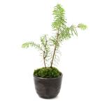 （山野草）苔盆栽　トドマツ　穴有益子焼植木鉢（炭化）（１鉢）