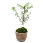 （山野草）苔盆栽　トドマツ　穴有益子焼植木鉢（還元）（１鉢）