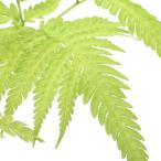 （山野草）シダ（羊歯）ナチシダ（那知羊歯）３号（１ポット）常緑性多年草