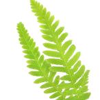 （山野草）シダ（羊歯）ゲジゲジシダ（蚰蜒羊歯）３号（１ポット）宿根草