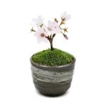 ( луговые и горные травы ) мох бонсай Sakura ( Sakura ). dono место Sakura дыра иметь Mashiko . цветочный горшок ( малярная кисть глаз )(1 горшок )(.. состояние )