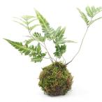 ( бонсай ) кокэдама - katasida( Hakata . зуб )(1 шт ) декоративное растение koke шар 