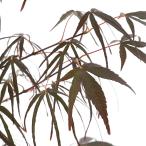 ( бонсай )momiji большой pot красный "Семь, пять, три" ( Akashi chigo солнечный )4~6 номер (1 горшок ) включение в покупку не возможно 