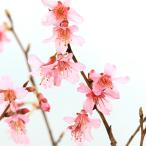 ( луговые и горные травы ) бонсай Sakura ( Sakura ). черепаха Sakura (o черепаха The kla)4 номер (1 pot )