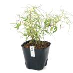 ( луговые и горные травы ) бонсай нить тутовик. рассада (itogwa)3 номер (1 pot )(.. состояние )