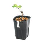 ( луговые и горные травы ) бонсай Sakura ( Sakura ) доверие . холод Sakura (si nano can The kla)4~5 номер (1 pot )