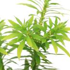 （山野草）シダ（羊歯）オニトウゲシバ（鬼峠芝）３号（１ポット）常緑性多年草
