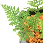 ( луговые и горные травы )sida(. зуб ) инструмент для проволоки b3 номер (1 pot ). корень .