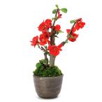 ( луговые и горные травы ) мох бонсай выцветание ( дерево .) товар вид надпись нет дыра иметь Mashiko . цветочный горшок ( уголь .)(1 горшок )