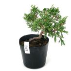 ( луговые и горные травы ) бонсай bya расческа n подлинный Kashiwa 3 номер ~(1 pot )