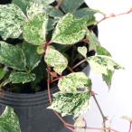 ( луговые и горные травы ). ввод natsuzuta3 номер (1 pot )(.. состояние )