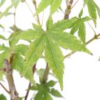 ( луговые и горные травы ) бонсай товар вид серия momiji один лет .(i носорог ni type ) 3 номер (1 pot ). кожа .momiji