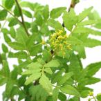 ( луговые и горные травы ) дикоросы большой pot утро . плоды зантоксилума 6 номер (1 pot ) огород включение в покупку не возможно (.. состояние )