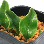 ショッピングバヤ （山野草）シダ（羊歯）アツバヤリノホオニマメヅタ（厚葉槍ノ穂鬼豆蔦）３号（１ポット）常緑性多年草　着生植物